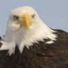 BaldEagle